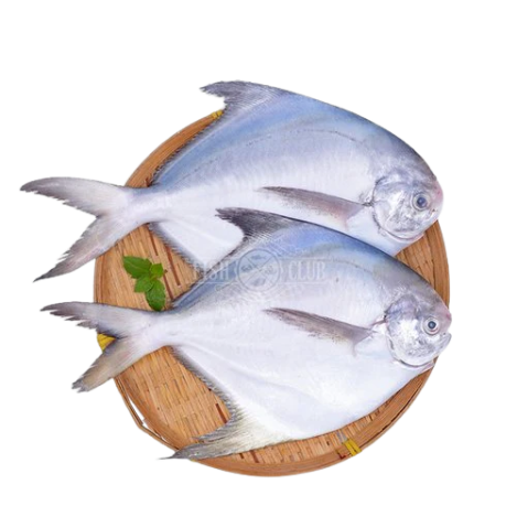 Pomfret Fish