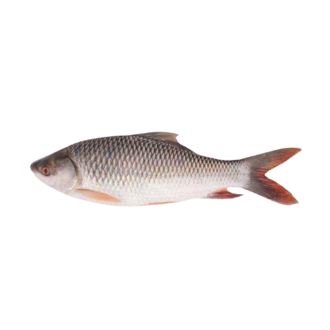 Rohu Fish